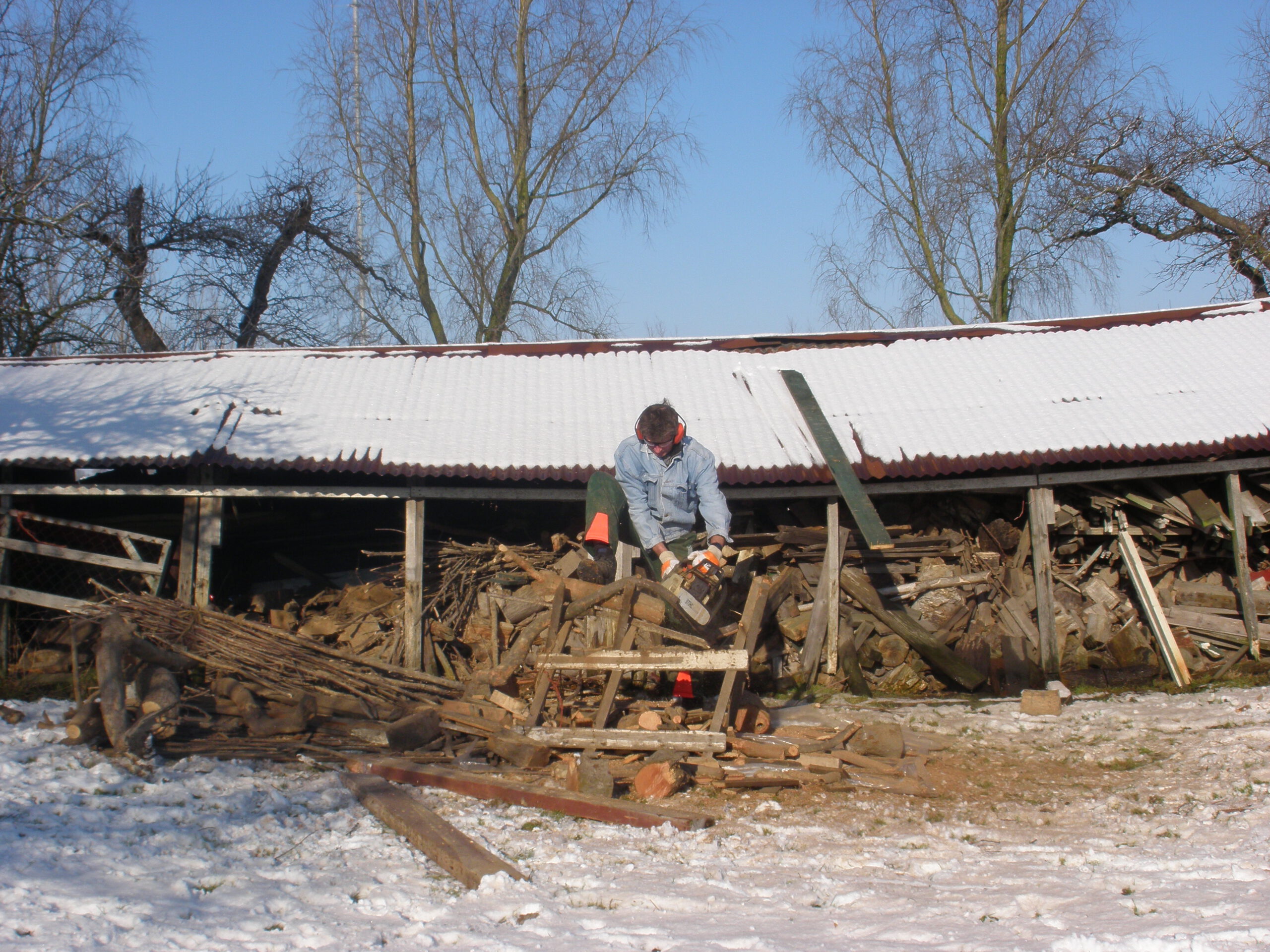 Knotten van de wilgen