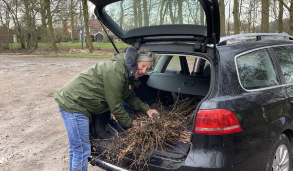 bomen plant actie