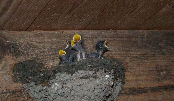 Zwaluw terug op de boerderij