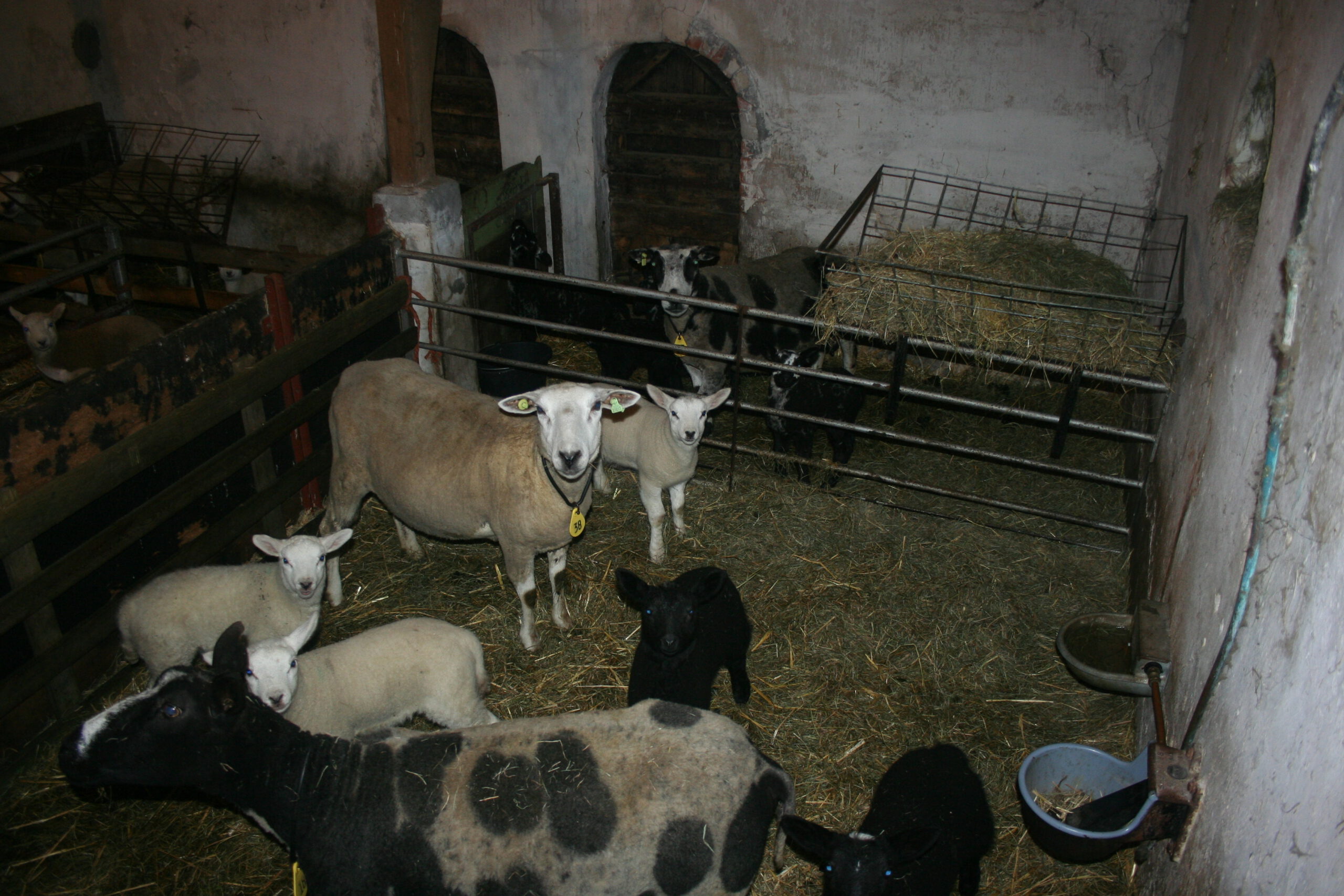 Lammeren geboren