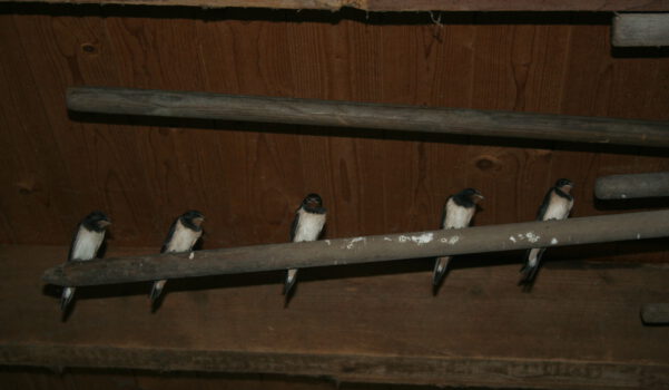 Zwaluws in de schapenschuur