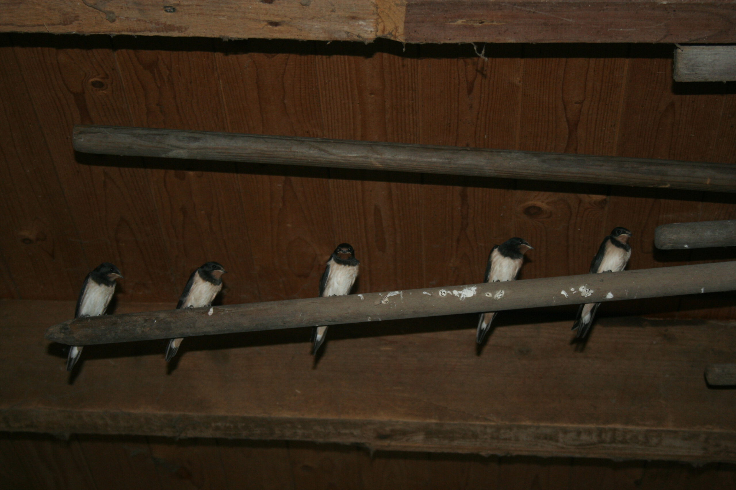 Zwaluws in de schapenschuur